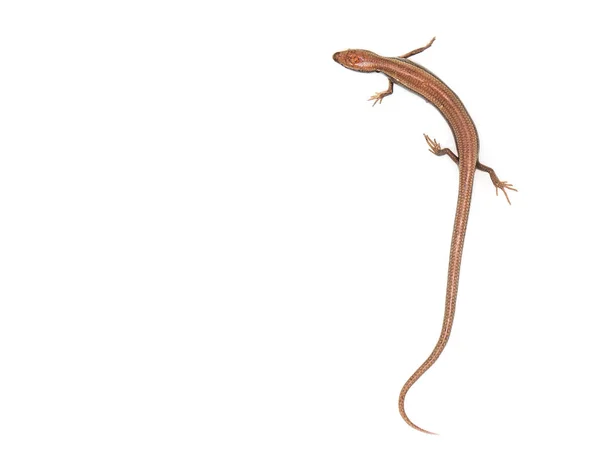 Lizard on a white background — Stock Photo, Image
