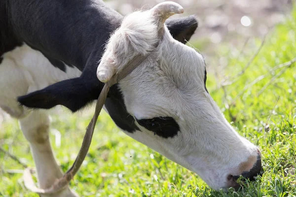Pastoreo de vacas en la naturaleza — Foto de Stock