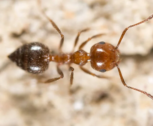 Ant on the ground. Super Macro — Stock Photo, Image