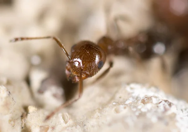 Ant on the ground. Super Macro — Stock Photo, Image