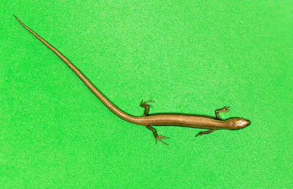 Jaszczurka na zielonym tle — Zdjęcie stockowe