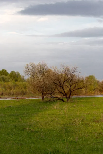 Stromy v jarní přírodě — Stock fotografie