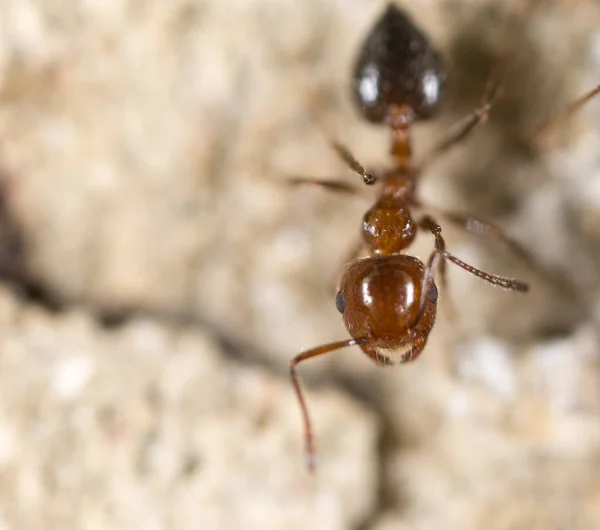 Ameise am Boden. Supermakro — Stockfoto