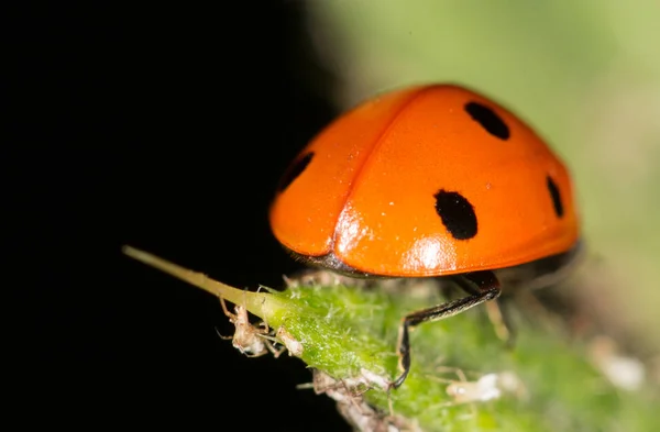 Ladybird niteliğine. Kapat — Stok fotoğraf