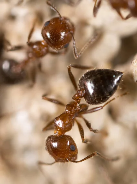 Ant on the ground. Super Macro — Stock Photo, Image