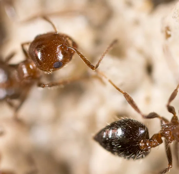 Ant on the ground. Super Macro — Stock Photo, Image