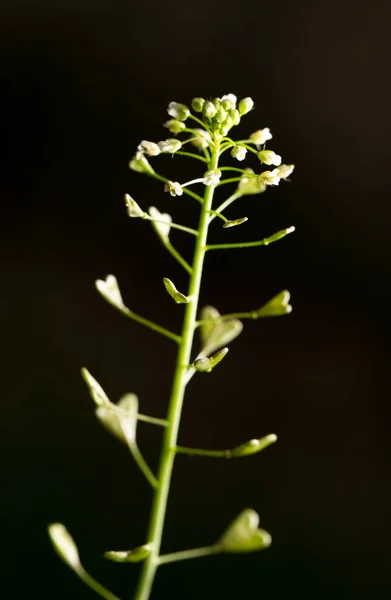 Hierbas con flores en la naturaleza — Foto de Stock