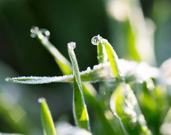 Beautiful grass with dew drops — Stock Photo, Image