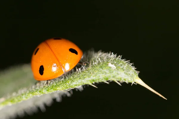 Ladybird niteliğine. Kapat — Stok fotoğraf