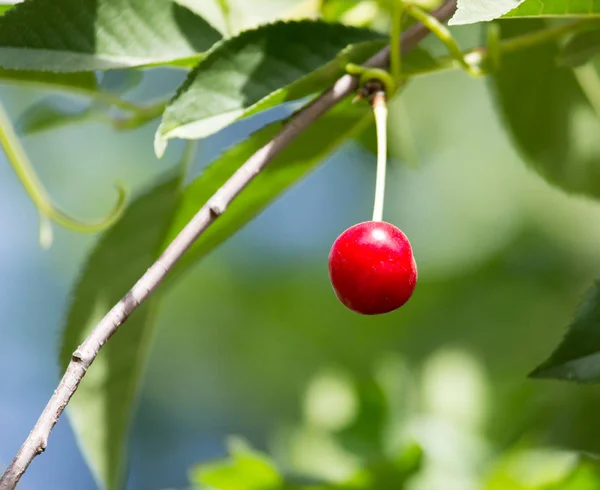 Cherry on the tree in nature — Stock Photo, Image