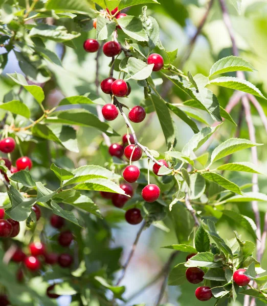 Cereza en el árbol en la naturaleza —  Fotos de Stock