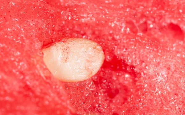 Wassermelonensaat. Supermakro — Stockfoto