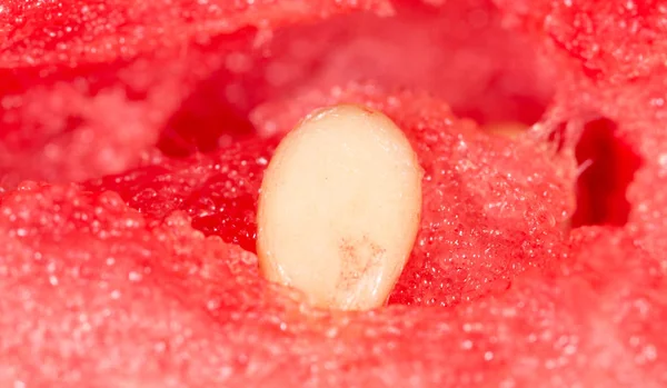 Vattenmelon frön. Super makro — Stockfoto