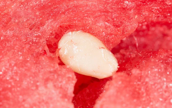 Vattenmelon frön. Super makro — Stockfoto