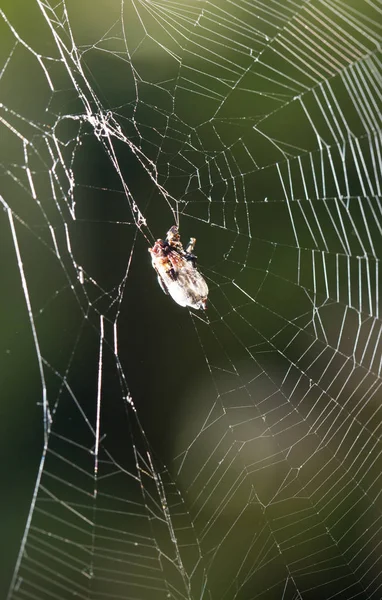 L'araignée dans la nature. fermer — Photo