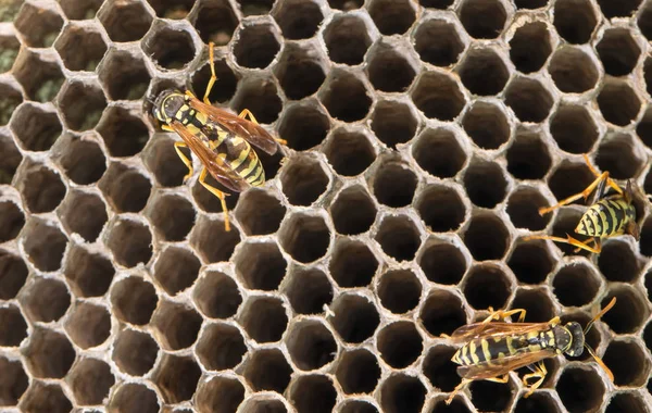 Wespe auf Bienenstöcken. schließen — Stockfoto