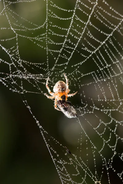 Waterdruppels op een spinnenweb met een spin in de natuur — Stockfoto