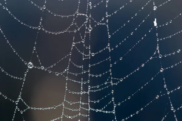 Water droplets on a spider web in nature — Stock Photo, Image