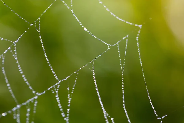 Water droplets on a spider web in nature — Stock Photo, Image