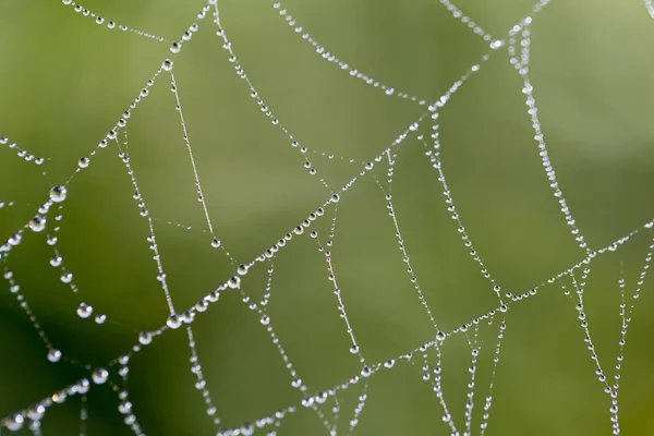Gotas de agua en una tela de araña en la naturaleza —  Fotos de Stock