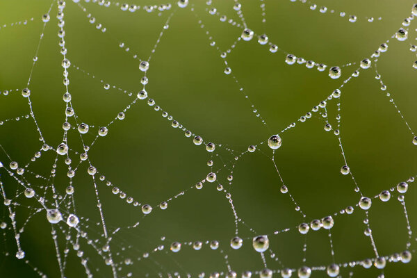 water droplets on a spider web in nature