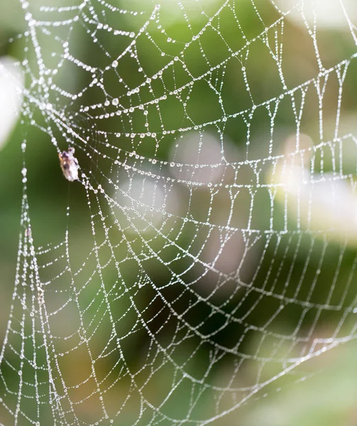 自然界中蜘蛛网上的水滴 — 图库照片