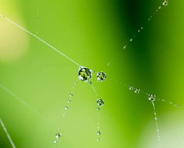water droplets on a spider web in nature