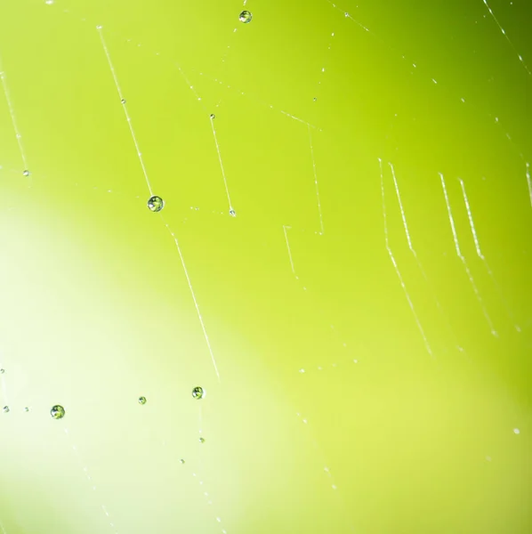 Gotas de agua en una tela de araña en la naturaleza —  Fotos de Stock