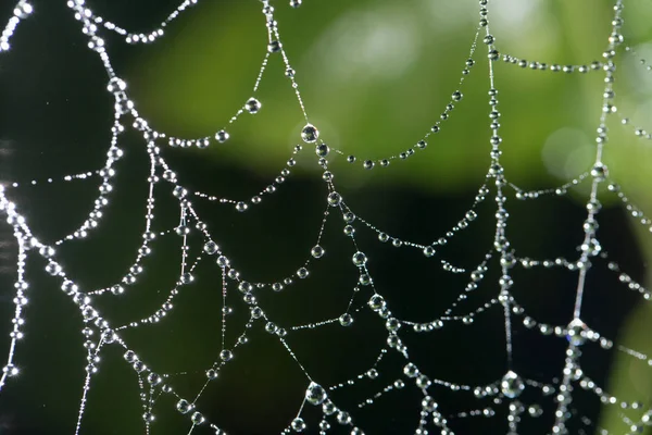 Water droplets on a spider web in nature — Stock Photo, Image