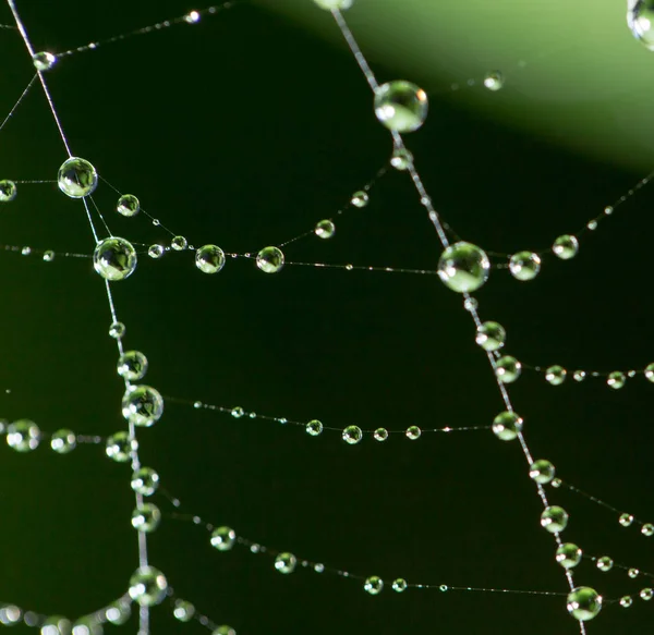 Gotas de agua en una tela de araña en la naturaleza —  Fotos de Stock