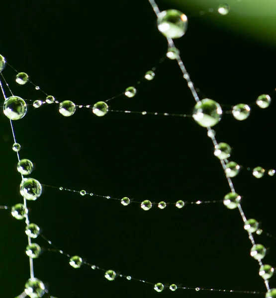 Gotas de agua en una tela de araña en la naturaleza —  Fotos de Stock