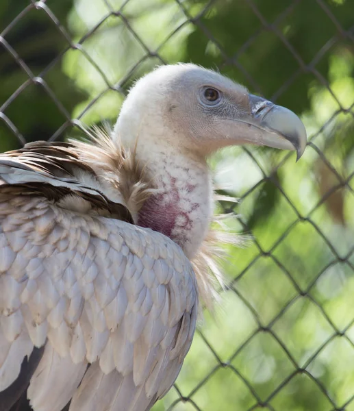 Portrait d'un vautour dans un zoo — Photo