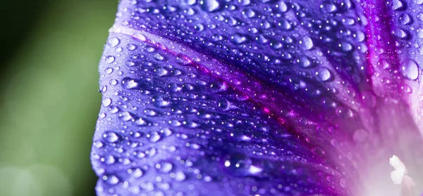 Drops of water on a blue flower. close — Stock Photo, Image