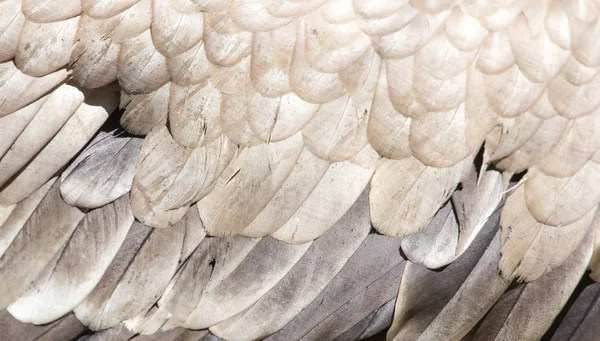 Penele de vultur ca fundal — Fotografie, imagine de stoc
