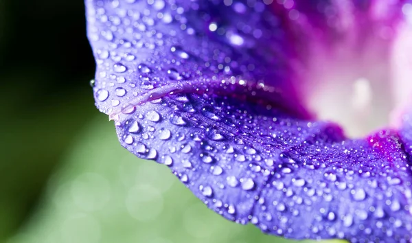 Drops of water on a blue flower. close — Stock Photo, Image