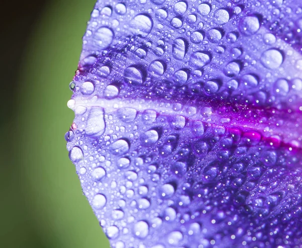Csepp vizet egy kék virág. zár — Stock Fotó