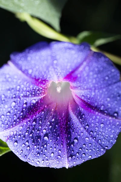 Mavi bir çiçek üzerinde su damlacıkları. Kapat — Stok fotoğraf