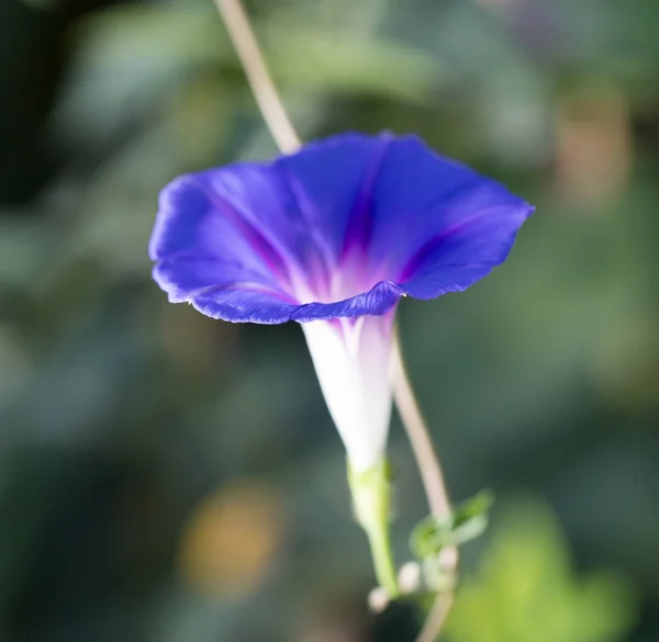 Flor azul en la naturaleza — Foto de Stock
