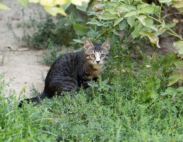 Katt i gräset på naturen — Stockfoto