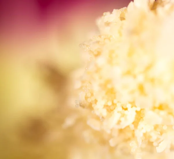 A természet virág pollen. szuper makró — Stock Fotó