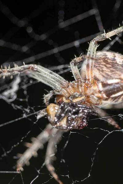 L'araignée dans la nature. fermer — Photo