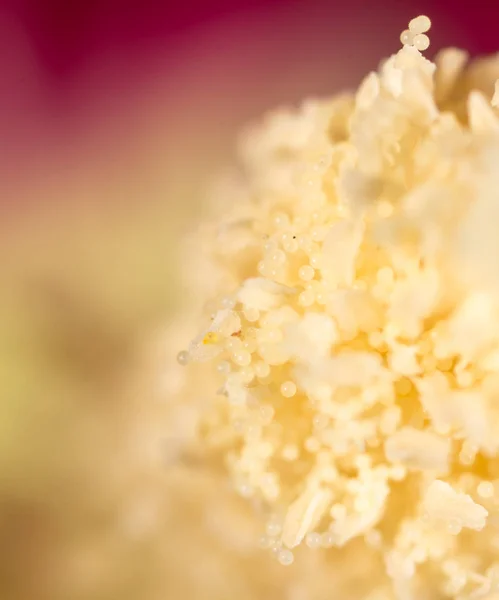 花粉在自然的花。超级宏 — 图库照片