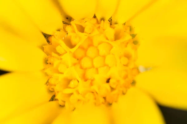 Žlutý květ v přírodě. Super makro — Stock fotografie