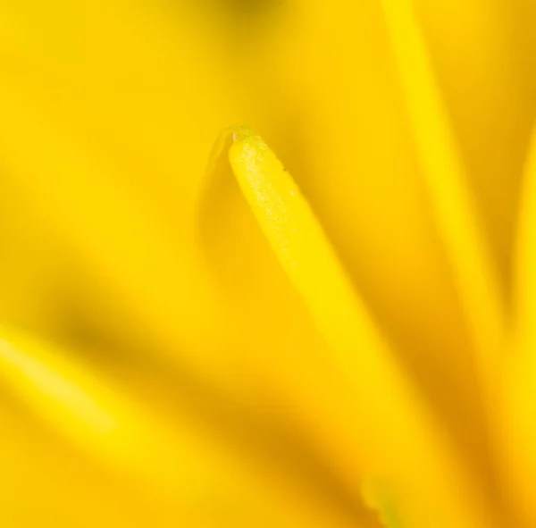 Flor amarela na natureza. super macro — Fotografia de Stock