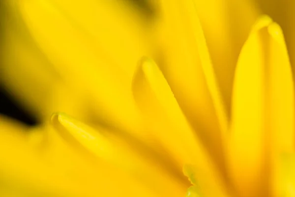 Fiore giallo in natura. super macro — Foto Stock