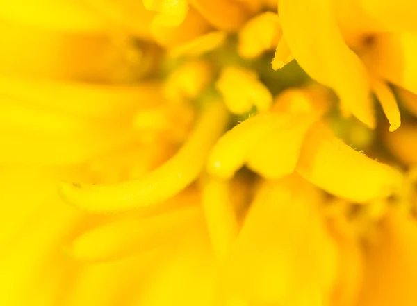 Gelbe Blume in der Natur. Supermakro — Stockfoto