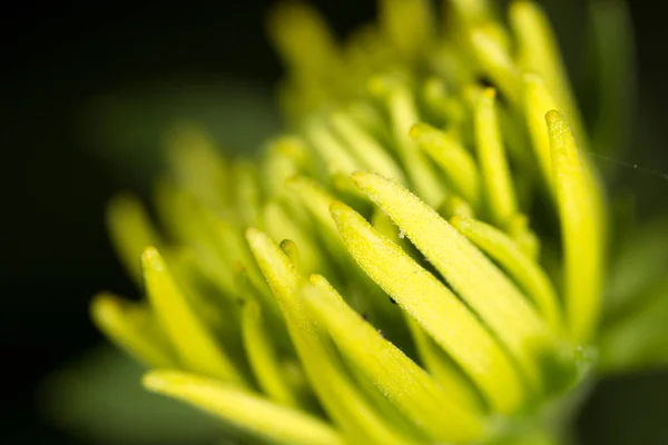 Жовта квітка в природі. супер макрос — стокове фото