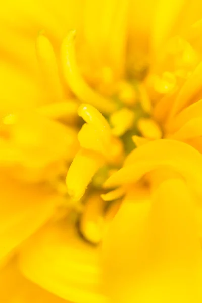 Gelbe Blume in der Natur. Supermakro — Stockfoto