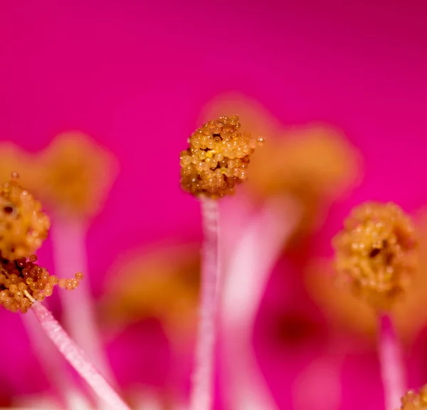 Polen çiçek, doğa içinde. Super makro — Stok fotoğraf