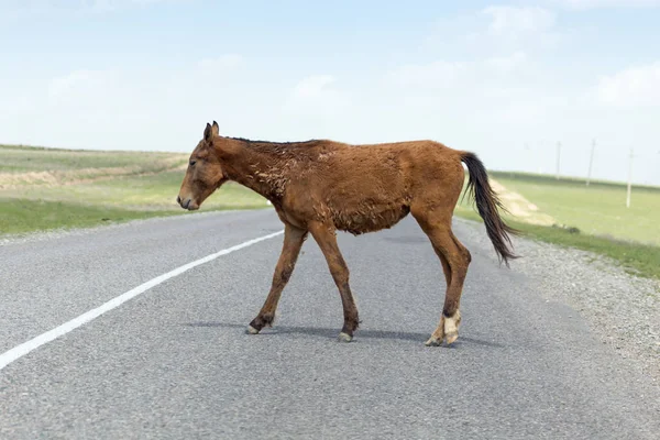 Cheval sur la route — Photo